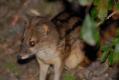 FOSA and MONGOOSE